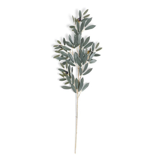 Rama De Olivo 35In