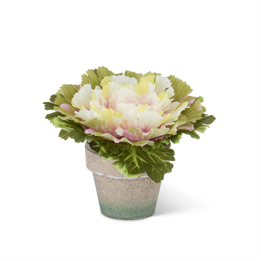 Maceta de repollo rosado