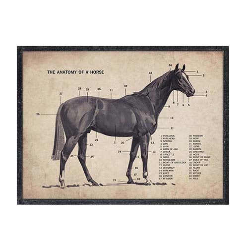 Cuadro de caballo