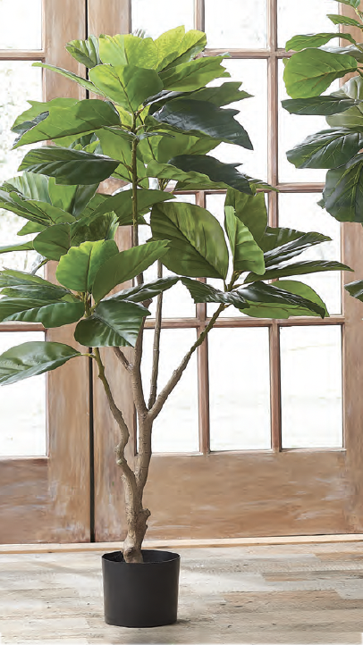 Arbol De Cafe En Maceta