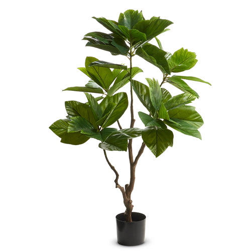 Arbol De Cafe En Maceta
