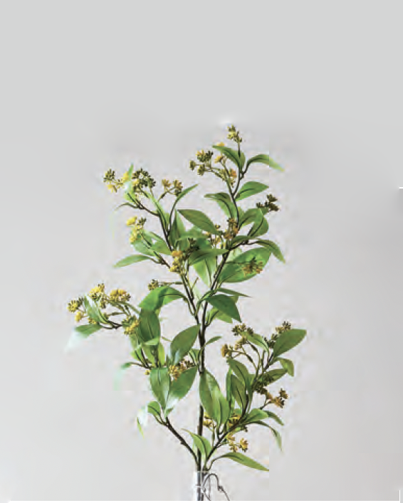 Rama de Laurel Amarillo con hojas verdes