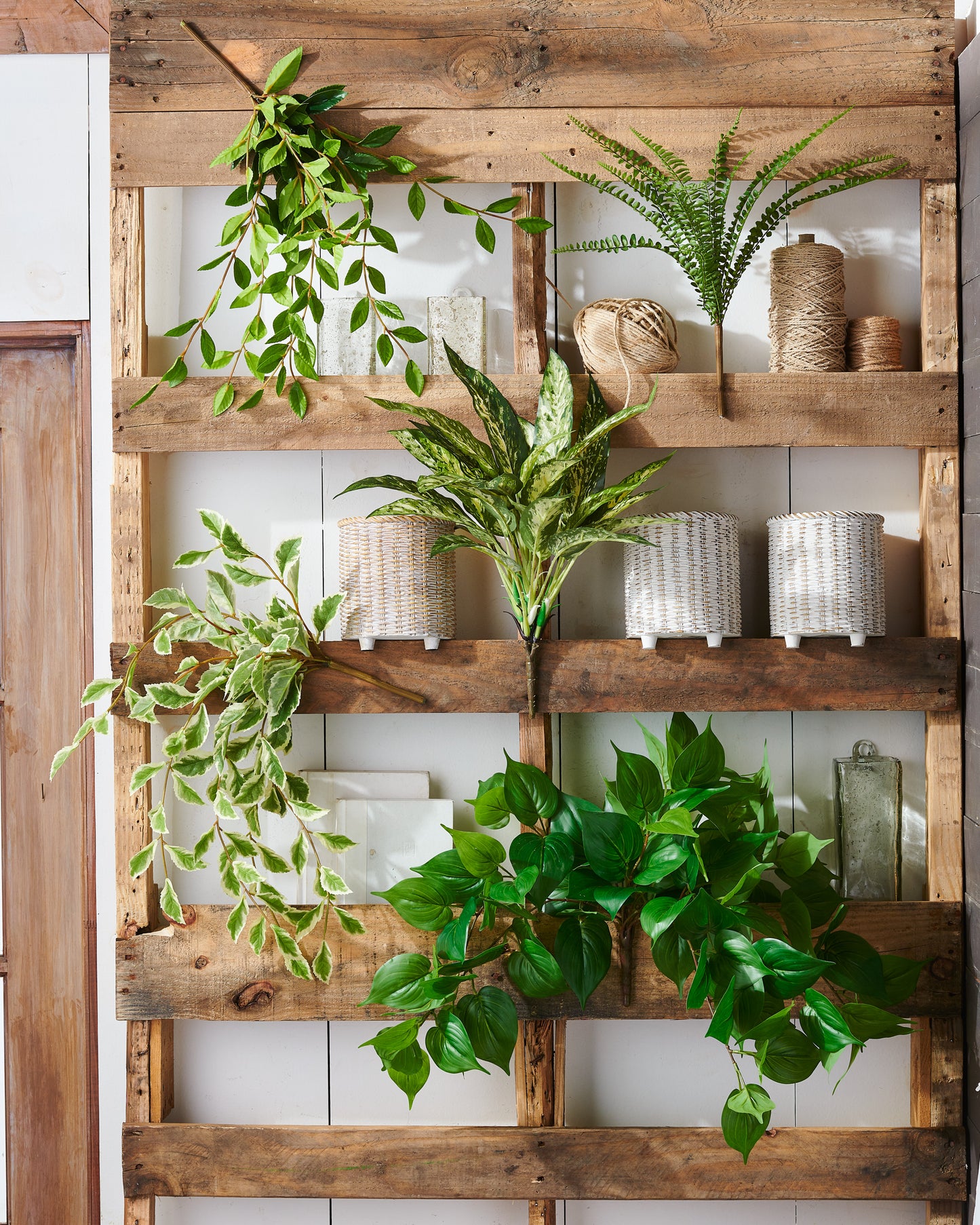 Rama arbusto reina plateada