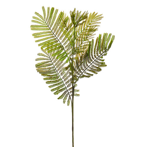 Rama De Helecho Moderno