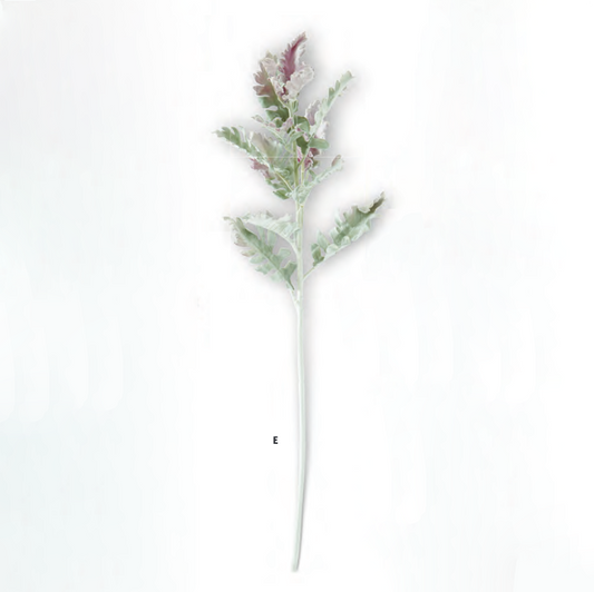 Rama dusty miller color verde/lavanda