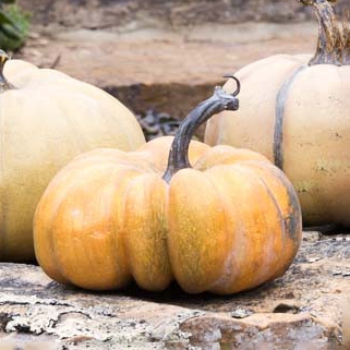 Calabazas le potrion francesas 6