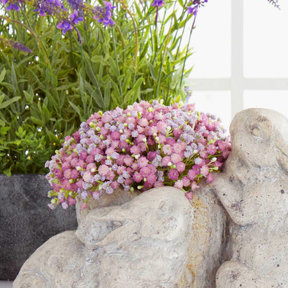 Rama gypsophila rosa 9 in