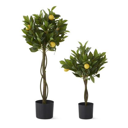 Arbol de limon en maceta