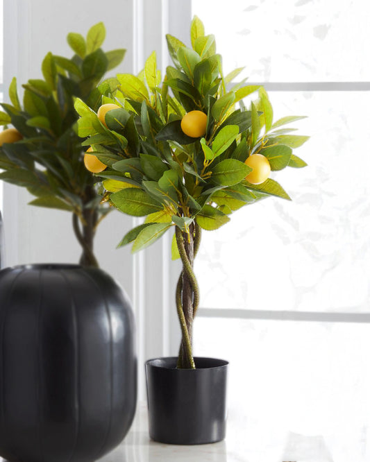 Arbol de limon en maceta