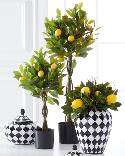 Arbol de limon en maceta