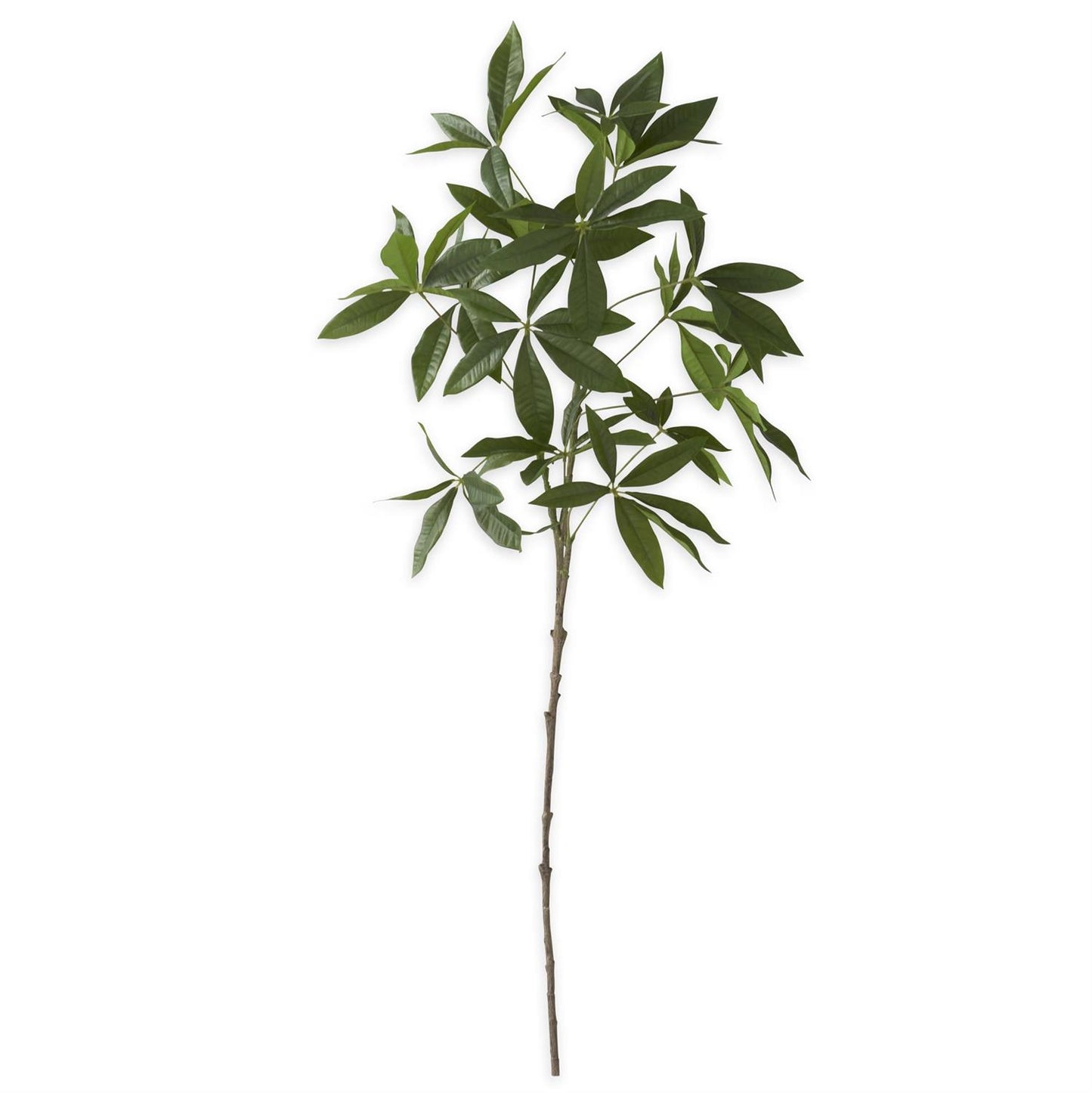 Rama money tree 36 pulgadas
