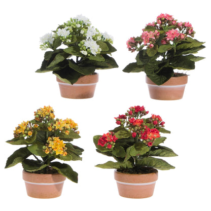 Maceta de kalanchoe 7.5 pulgadas