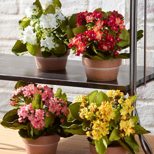 Maceta de kalanchoe 7.5 pulgadas