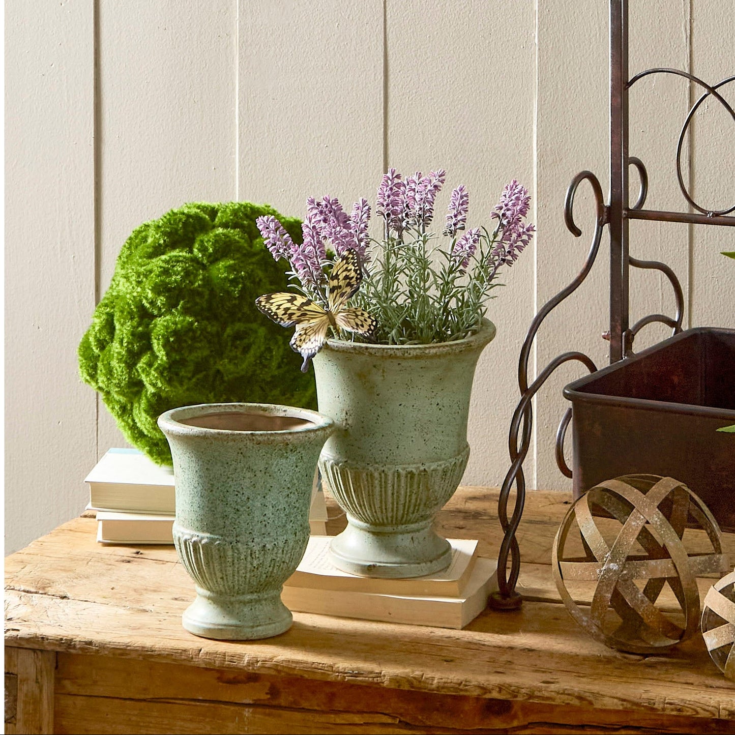 Lavanda en maceta 7.5 pulgadas