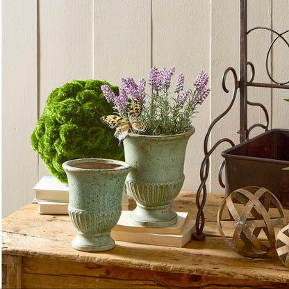 Lavanda en maceta 7.5 pulgadas