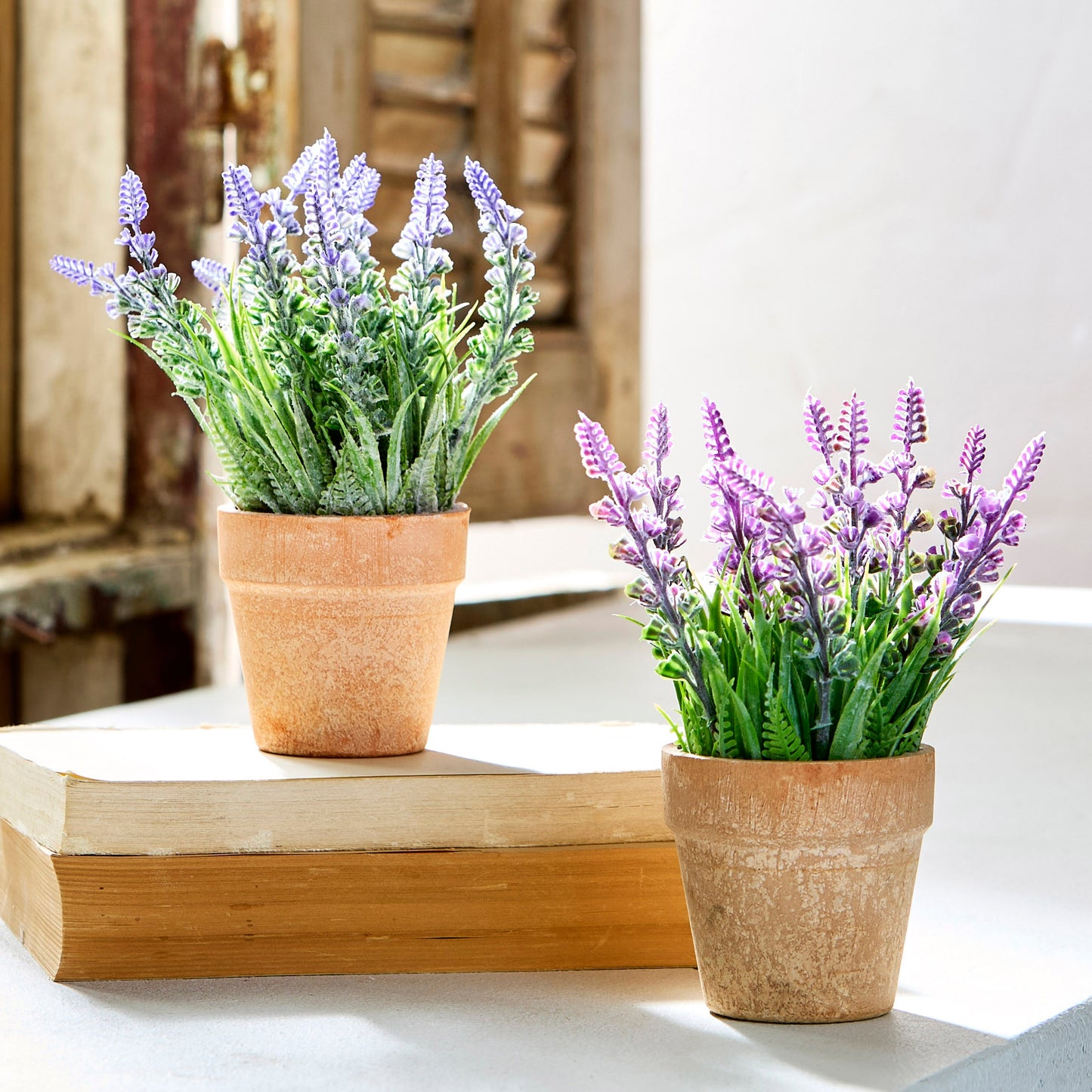 Lavanda en maceta 7.5 pulgadas