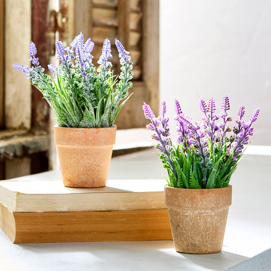 Lavanda en maceta 7.5 pulgadas