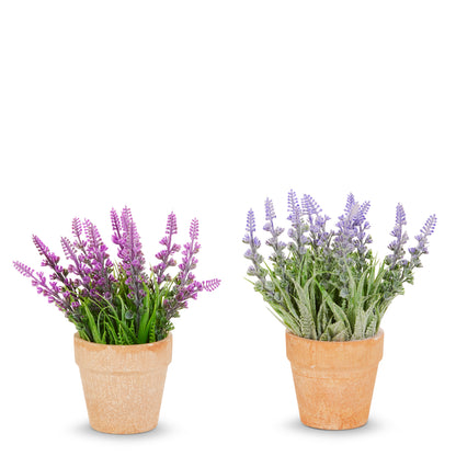 Lavanda en maceta 7.5 pulgadas