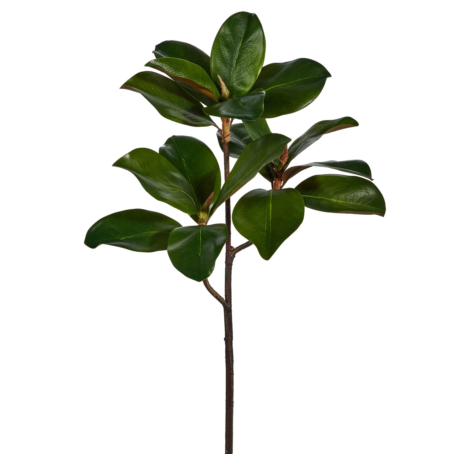 Rama hoja de magnolia 24 pulgadas