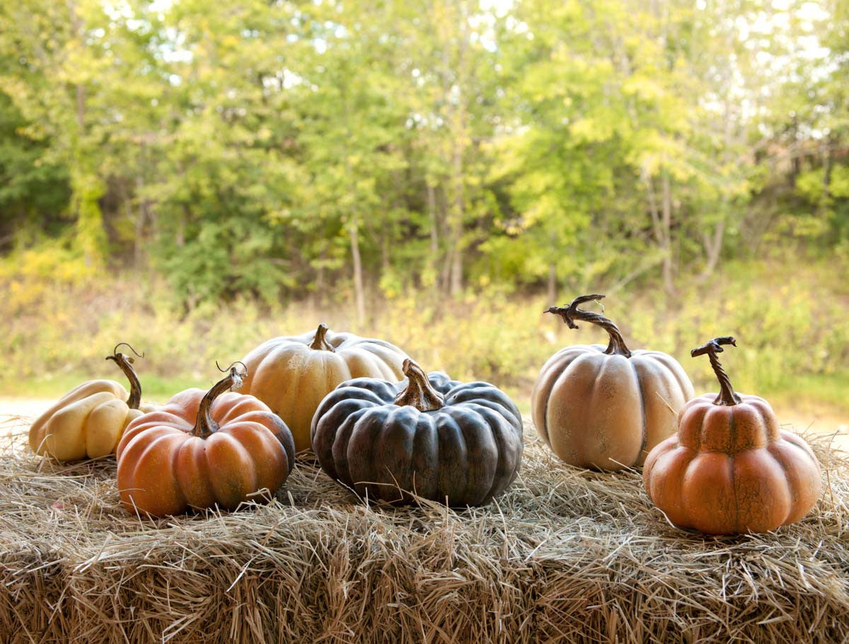 Calabazas le potrion francesas 6