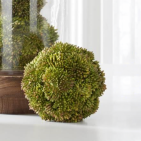 Bola Sedum