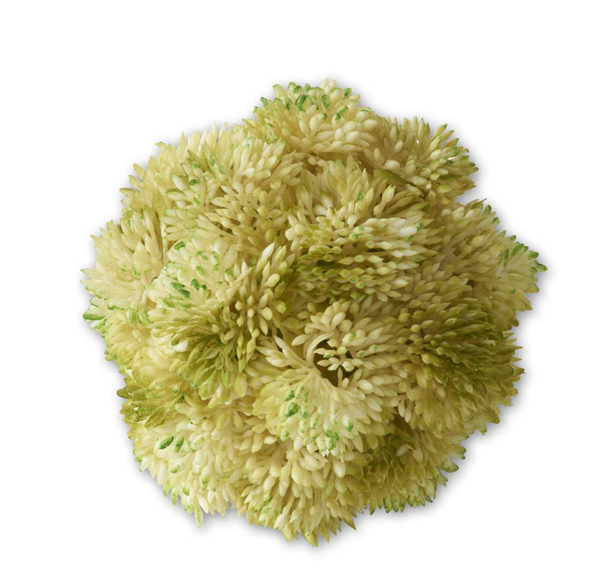 Bola Sedum
