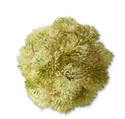 Bola Sedum
