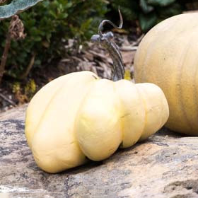 Calabazas le potrion francesas 6