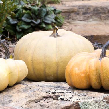 Calabazas le potrion francesas 6