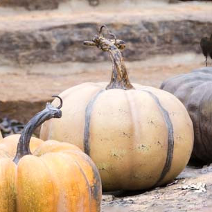 Calabazas le potrion francesas 6