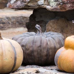 Calabazas le potrion francesas 6