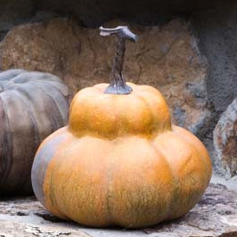 Calabazas le potrion francesas 6