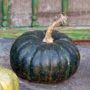 Calabazas heirloom 6