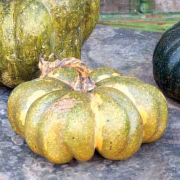 Calabazas heirloom 6