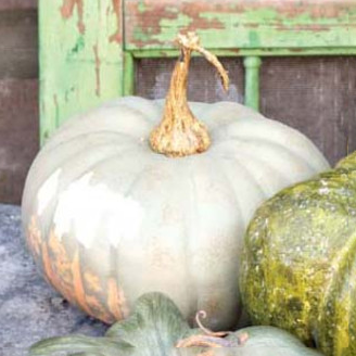 Calabazas heirloom 6